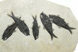 Shale With Six Fossil Fish (Knightia) - Wyoming #233911-1